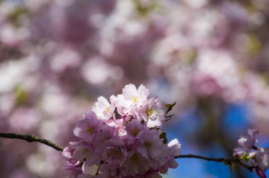 Beautiful cherry blossoms in park. Close-up of sakura tree full in blooming pink flowers in spring in a picturesque garden. Branches of the tree over sunny blue sky. Floral pattern texture, wallpaper