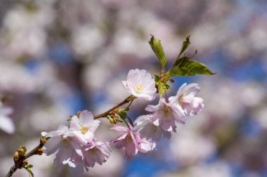 Parkta güzel kiraz çiçekleri var. Baharda çiçek açan pembe çiçeklerle dolu bir bahçe bahçesinde sakura ağacının yakın çekimi. Güneşli mavi gökyüzünde ağacın dalları. Çiçek desenli doku, duvar kağıdı