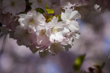 Parkta güzel kiraz çiçekleri var. Baharda çiçek açan pembe çiçeklerle dolu bir bahçe bahçesinde sakura ağacının yakın çekimi. Güneşli mavi gökyüzünde ağacın dalları. Çiçek desenli doku, duvar kağıdı