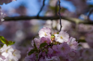 Parkta güzel kiraz çiçekleri var. Baharda çiçek açan pembe çiçeklerle dolu bir bahçe bahçesinde sakura ağacının yakın çekimi. Güneşli mavi gökyüzünde ağacın dalları. Çiçek desenli doku, duvar kağıdı