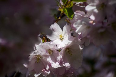 Parkta güzel kiraz çiçekleri var. Baharda çiçek açan pembe çiçeklerle dolu bir bahçe bahçesinde sakura ağacının yakın çekimi. Güneşli mavi gökyüzünde ağacın dalları. Çiçek desenli doku, duvar kağıdı