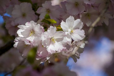Parkta güzel kiraz çiçekleri var. Baharda çiçek açan pembe çiçeklerle dolu bir bahçe bahçesinde sakura ağacının yakın çekimi. Güneşli mavi gökyüzünde ağacın dalları. Çiçek desenli doku, duvar kağıdı