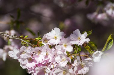 Parkta güzel kiraz çiçekleri var. Baharda çiçek açan pembe çiçeklerle dolu bir bahçe bahçesinde sakura ağacının yakın çekimi. Güneşli mavi gökyüzünde ağacın dalları. Çiçek desenli doku, duvar kağıdı