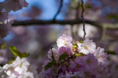 Parkta güzel kiraz çiçekleri var. Baharda çiçek açan pembe çiçeklerle dolu bir bahçe bahçesinde sakura ağacının yakın çekimi. Güneşli mavi gökyüzünde ağacın dalları. Çiçek desenli doku, duvar kağıdı