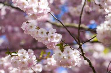 Parkta güzel kiraz çiçekleri var. Baharda çiçek açan pembe çiçeklerle dolu bir bahçe bahçesinde sakura ağacının yakın çekimi. Güneşli mavi gökyüzünde ağacın dalları. Çiçek desenli doku, duvar kağıdı