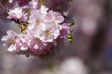Parkta güzel kiraz çiçekleri var. Baharda çiçek açan pembe çiçeklerle dolu bir bahçe bahçesinde sakura ağacının yakın çekimi. Güneşli mavi gökyüzünde ağacın dalları. Çiçek desenli doku, duvar kağıdı