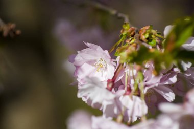 Parkta güzel kiraz çiçekleri var. Baharda çiçek açan pembe çiçeklerle dolu bir bahçe bahçesinde sakura ağacının yakın çekimi. Güneşli mavi gökyüzünde ağacın dalları. Çiçek desenli doku, duvar kağıdı