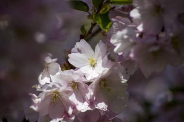 Parkta güzel kiraz çiçekleri var. Baharda çiçek açan pembe çiçeklerle dolu bir bahçe bahçesinde sakura ağacının yakın çekimi. Güneşli mavi gökyüzünde ağacın dalları. Çiçek desenli doku, duvar kağıdı