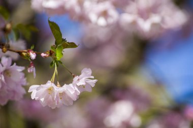 Parkta güzel kiraz çiçekleri var. Baharda çiçek açan pembe çiçeklerle dolu bir bahçe bahçesinde sakura ağacının yakın çekimi. Güneşli mavi gökyüzünde ağacın dalları. Çiçek desenli doku, duvar kağıdı