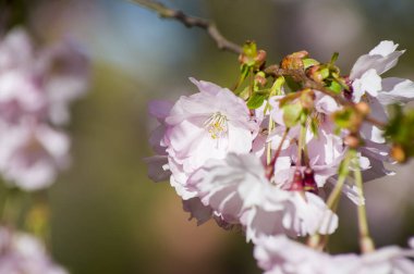 Parkta güzel kiraz çiçekleri var. Baharda çiçek açan pembe çiçeklerle dolu bir bahçe bahçesinde sakura ağacının yakın çekimi. Güneşli mavi gökyüzünde ağacın dalları. Çiçek desenli doku, duvar kağıdı