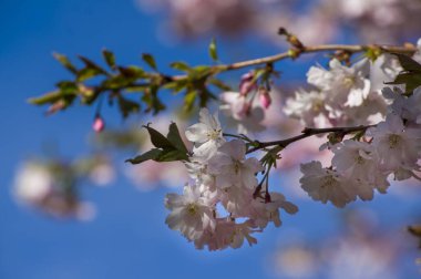 Parkta güzel kiraz çiçekleri var. Baharda çiçek açan pembe çiçeklerle dolu bir bahçe bahçesinde sakura ağacının yakın çekimi. Güneşli mavi gökyüzünde ağacın dalları. Çiçek desenli doku, duvar kağıdı