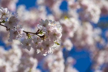 Parkta güzel kiraz çiçekleri var. Baharda çiçek açan pembe çiçeklerle dolu bir bahçe bahçesinde sakura ağacının yakın çekimi. Güneşli mavi gökyüzünde ağacın dalları. Çiçek desenli doku, duvar kağıdı
