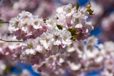 Beautiful cherry blossoms in park. Close-up of sakura tree full in blooming pink flowers in spring in a picturesque garden. Branches of the tree over sunny blue sky. Floral pattern texture, wallpaper
