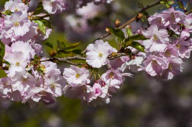 Parkta güzel kiraz çiçekleri var. Baharda çiçek açan pembe çiçeklerle dolu bir bahçe bahçesinde sakura ağacının yakın çekimi. Güneşli mavi gökyüzünde ağacın dalları. Çiçek desenli doku, duvar kağıdı