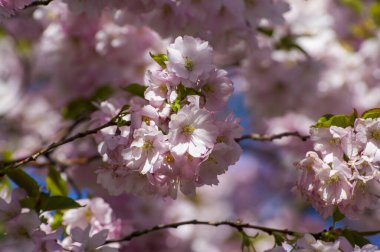 Parkta güzel kiraz çiçekleri var. Baharda çiçek açan pembe çiçeklerle dolu bir bahçe bahçesinde sakura ağacının yakın çekimi. Güneşli mavi gökyüzünde ağacın dalları. Çiçek desenli doku, duvar kağıdı