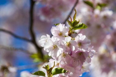 Parkta güzel kiraz çiçekleri var. Baharda çiçek açan pembe çiçeklerle dolu bir bahçe bahçesinde sakura ağacının yakın çekimi. Güneşli mavi gökyüzünde ağacın dalları. Çiçek desenli doku, duvar kağıdı