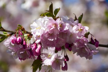 Parkta güzel kiraz çiçekleri var. Baharda çiçek açan pembe çiçeklerle dolu bir bahçe bahçesinde sakura ağacının yakın çekimi. Güneşli mavi gökyüzünde ağacın dalları. Çiçek desenli doku, duvar kağıdı