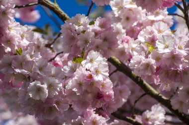 Parkta güzel kiraz çiçekleri var. Baharda çiçek açan pembe çiçeklerle dolu bir bahçe bahçesinde sakura ağacının yakın çekimi. Güneşli mavi gökyüzünde ağacın dalları. Çiçek desenli doku, duvar kağıdı