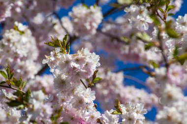 Parkta güzel kiraz çiçekleri var. Baharda çiçek açan pembe çiçeklerle dolu bir bahçe bahçesinde sakura ağacının yakın çekimi. Güneşli mavi gökyüzünde ağacın dalları. Çiçek desenli doku, duvar kağıdı