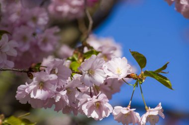 Parkta güzel kiraz çiçekleri var. Baharda çiçek açan pembe çiçeklerle dolu bir bahçe bahçesinde sakura ağacının yakın çekimi. Güneşli mavi gökyüzünde ağacın dalları. Çiçek desenli doku, duvar kağıdı