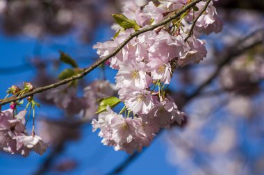Parkta güzel kiraz çiçekleri var. Baharda çiçek açan pembe çiçeklerle dolu bir bahçe bahçesinde sakura ağacının yakın çekimi. Güneşli mavi gökyüzünde ağacın dalları. Çiçek desenli doku, duvar kağıdı