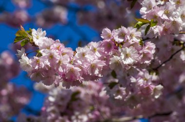 Parkta güzel kiraz çiçekleri var. Baharda çiçek açan pembe çiçeklerle dolu bir bahçe bahçesinde sakura ağacının yakın çekimi. Güneşli mavi gökyüzünde ağacın dalları. Çiçek desenli doku, duvar kağıdı