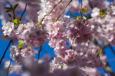Parkta güzel kiraz çiçekleri var. Baharda çiçek açan pembe çiçeklerle dolu bir bahçe bahçesinde sakura ağacının yakın çekimi. Güneşli mavi gökyüzünde ağacın dalları. Çiçek desenli doku, duvar kağıdı