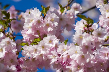 Parkta güzel kiraz çiçekleri var. Baharda çiçek açan pembe çiçeklerle dolu bir bahçe bahçesinde sakura ağacının yakın çekimi. Güneşli mavi gökyüzünde ağacın dalları. Çiçek desenli doku, duvar kağıdı