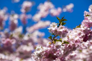 Parkta güzel kiraz çiçekleri var. Baharda çiçek açan pembe çiçeklerle dolu bir bahçe bahçesinde sakura ağacının yakın çekimi. Güneşli mavi gökyüzünde ağacın dalları. Çiçek desenli doku, duvar kağıdı