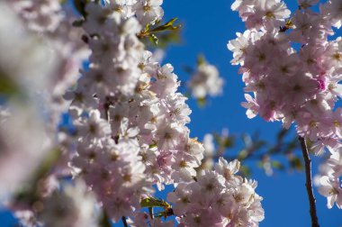 Parkta güzel kiraz çiçekleri var. Baharda çiçek açan pembe çiçeklerle dolu bir bahçe bahçesinde sakura ağacının yakın çekimi. Güneşli mavi gökyüzünde ağacın dalları. Çiçek desenli doku, duvar kağıdı