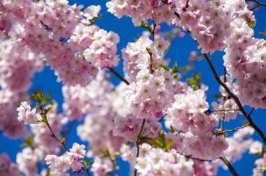 Parkta güzel kiraz çiçekleri var. Baharda çiçek açan pembe çiçeklerle dolu bir bahçe bahçesinde sakura ağacının yakın çekimi. Güneşli mavi gökyüzünde ağacın dalları. Çiçek desenli doku, duvar kağıdı