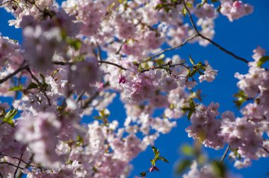 Beautiful cherry blossoms in park. Close-up of sakura tree full in blooming pink flowers in spring in a picturesque garden. Branches of the tree over sunny blue sky. Floral pattern texture, wallpaper
