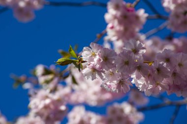 Parkta güzel kiraz çiçekleri var. Baharda çiçek açan pembe çiçeklerle dolu bir bahçe bahçesinde sakura ağacının yakın çekimi. Güneşli mavi gökyüzünde ağacın dalları. Çiçek desenli doku, duvar kağıdı
