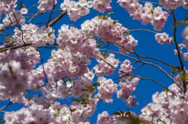 Parkta güzel kiraz çiçekleri var. Baharda çiçek açan pembe çiçeklerle dolu bir bahçe bahçesinde sakura ağacının yakın çekimi. Güneşli mavi gökyüzünde ağacın dalları. Çiçek desenli doku, duvar kağıdı
