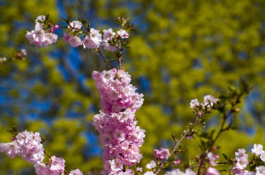 Parkta güzel kiraz çiçekleri var. Baharda çiçek açan pembe çiçeklerle dolu bir bahçe bahçesinde sakura ağacının yakın çekimi. Güneşli mavi gökyüzünde ağacın dalları. Çiçek desenli doku, duvar kağıdı