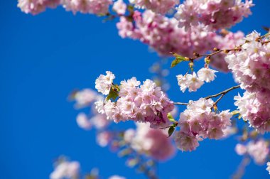 Parkta güzel kiraz çiçekleri var. Baharda çiçek açan pembe çiçeklerle dolu bir bahçe bahçesinde sakura ağacının yakın çekimi. Güneşli mavi gökyüzünde ağacın dalları. Çiçek desenli doku, duvar kağıdı