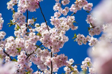 Parkta güzel kiraz çiçekleri var. Baharda çiçek açan pembe çiçeklerle dolu bir bahçe bahçesinde sakura ağacının yakın çekimi. Güneşli mavi gökyüzünde ağacın dalları. Çiçek desenli doku, duvar kağıdı