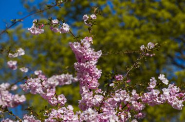 Parkta güzel kiraz çiçekleri var. Baharda çiçek açan pembe çiçeklerle dolu bir bahçe bahçesinde sakura ağacının yakın çekimi. Güneşli mavi gökyüzünde ağacın dalları. Çiçek desenli doku, duvar kağıdı