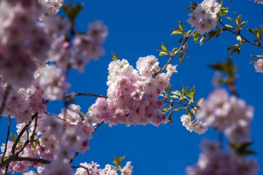 Parkta güzel kiraz çiçekleri var. Baharda çiçek açan pembe çiçeklerle dolu bir bahçe bahçesinde sakura ağacının yakın çekimi. Güneşli mavi gökyüzünde ağacın dalları. Çiçek desenli doku, duvar kağıdı