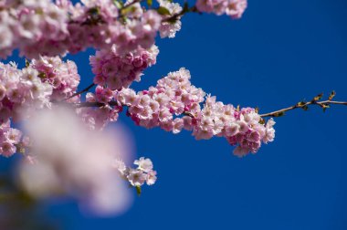 Parkta güzel kiraz çiçekleri var. Baharda çiçek açan pembe çiçeklerle dolu bir bahçe bahçesinde sakura ağacının yakın çekimi. Güneşli mavi gökyüzünde ağacın dalları. Çiçek desenli doku, duvar kağıdı