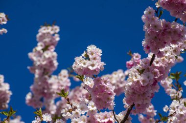 Parkta güzel kiraz çiçekleri var. Baharda çiçek açan pembe çiçeklerle dolu bir bahçe bahçesinde sakura ağacının yakın çekimi. Güneşli mavi gökyüzünde ağacın dalları. Çiçek desenli doku, duvar kağıdı