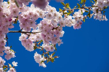 Parkta güzel kiraz çiçekleri var. Baharda çiçek açan pembe çiçeklerle dolu bir bahçe bahçesinde sakura ağacının yakın çekimi. Güneşli mavi gökyüzünde ağacın dalları. Çiçek desenli doku, duvar kağıdı