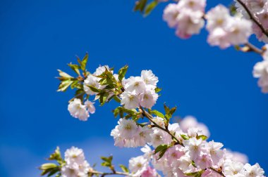 Parkta güzel kiraz çiçekleri var. Baharda çiçek açan pembe çiçeklerle dolu bir bahçe bahçesinde sakura ağacının yakın çekimi. Güneşli mavi gökyüzünde ağacın dalları. Çiçek desenli doku, duvar kağıdı