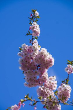 Parkta güzel kiraz çiçekleri var. Baharda çiçek açan pembe çiçeklerle dolu bir bahçe bahçesinde sakura ağacının yakın çekimi. Güneşli mavi gökyüzünde ağacın dalları. Çiçek desenli doku, duvar kağıdı