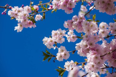 Parkta güzel kiraz çiçekleri var. Baharda çiçek açan pembe çiçeklerle dolu bir bahçe bahçesinde sakura ağacının yakın çekimi. Güneşli mavi gökyüzünde ağacın dalları. Çiçek desenli doku, duvar kağıdı