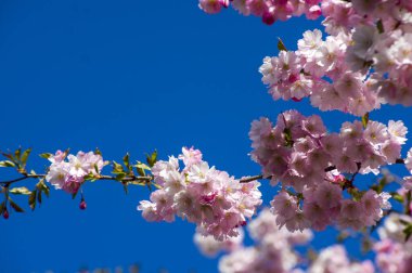Parkta güzel kiraz çiçekleri var. Baharda çiçek açan pembe çiçeklerle dolu bir bahçe bahçesinde sakura ağacının yakın çekimi. Güneşli mavi gökyüzünde ağacın dalları. Çiçek desenli doku, duvar kağıdı