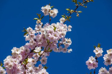 Parkta güzel kiraz çiçekleri var. Baharda çiçek açan pembe çiçeklerle dolu bir bahçe bahçesinde sakura ağacının yakın çekimi. Güneşli mavi gökyüzünde ağacın dalları. Çiçek desenli doku, duvar kağıdı