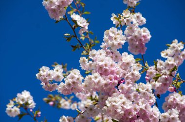 Parkta güzel kiraz çiçekleri var. Baharda çiçek açan pembe çiçeklerle dolu bir bahçe bahçesinde sakura ağacının yakın çekimi. Güneşli mavi gökyüzünde ağacın dalları. Çiçek desenli doku, duvar kağıdı