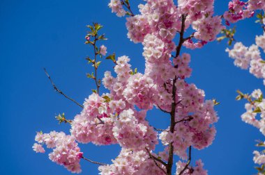 Parkta güzel kiraz çiçekleri var. Baharda çiçek açan pembe çiçeklerle dolu bir bahçe bahçesinde sakura ağacının yakın çekimi. Güneşli mavi gökyüzünde ağacın dalları. Çiçek desenli doku, duvar kağıdı