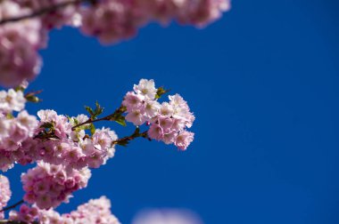 Parkta güzel kiraz çiçekleri var. Baharda çiçek açan pembe çiçeklerle dolu bir bahçe bahçesinde sakura ağacının yakın çekimi. Güneşli mavi gökyüzünde ağacın dalları. Çiçek desenli doku, duvar kağıdı